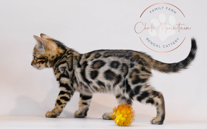 Bengal kitten for sale